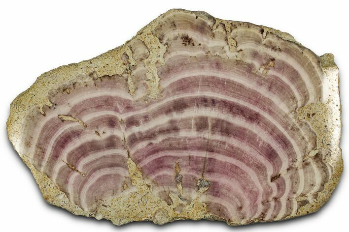 Polished Jurassic Fossil Sponge (Solenopora) - England #357119